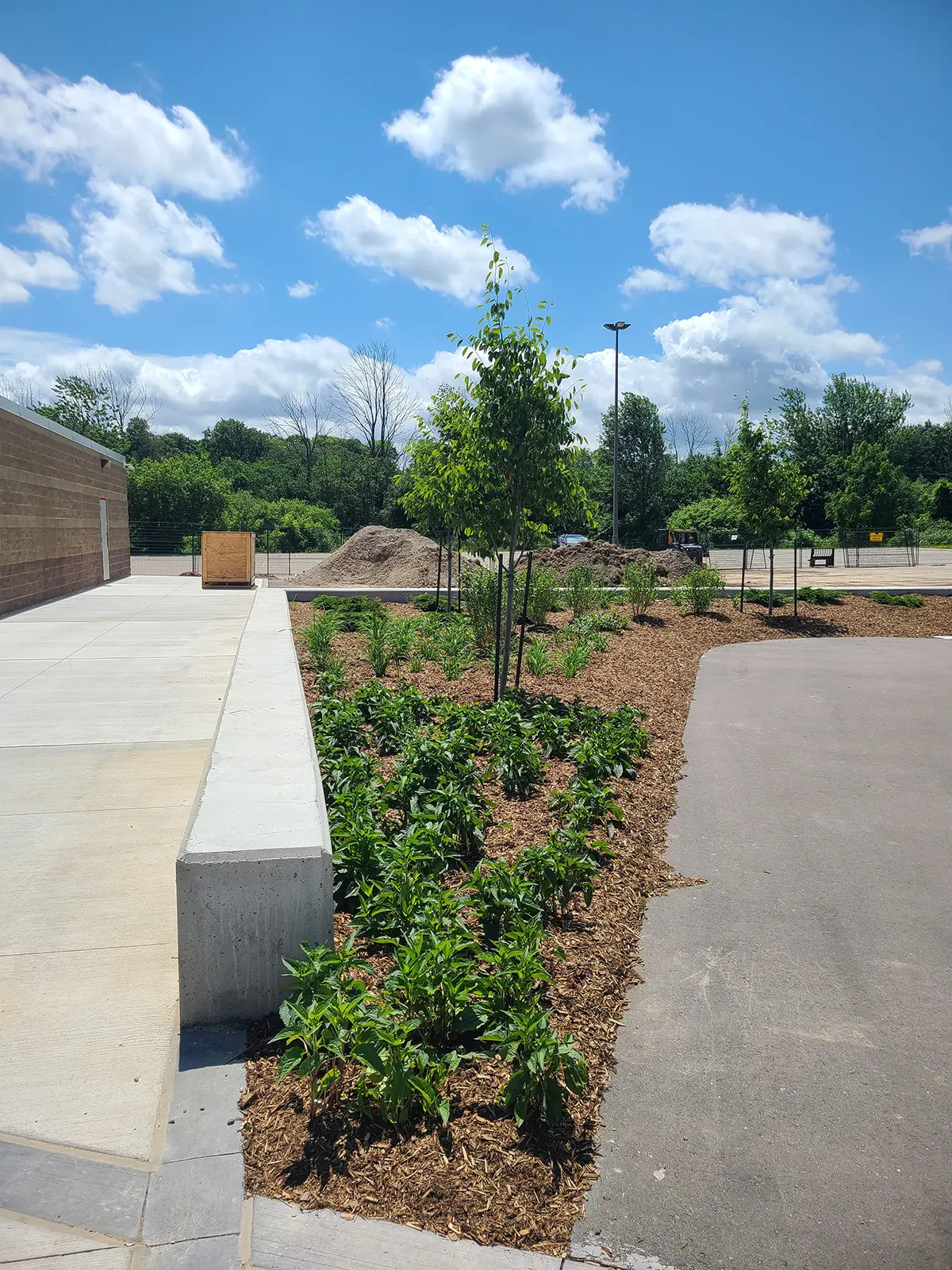 A parking lot with a tree in the middle of it at the Albert McCormick Community Centre - Site Development.