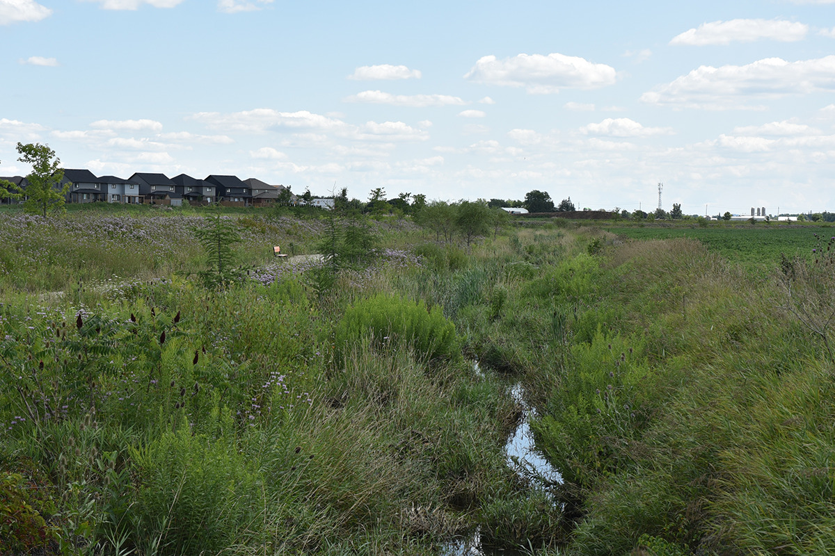 Southwood 3 Stream Enhancement and Multi-Use Trail Extension through a grassy field.